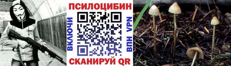 Купить закладки  Себеж  Галлюциногенные грибы Cubensis 